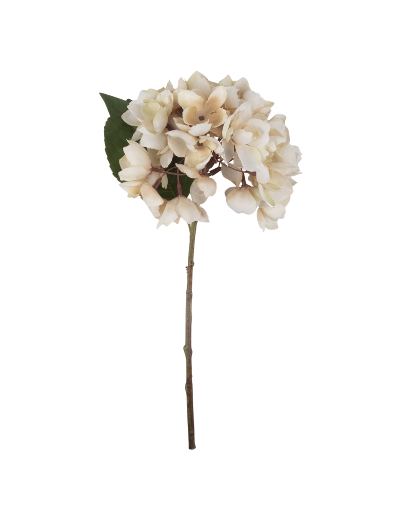 Soft Hydrangea Stem
