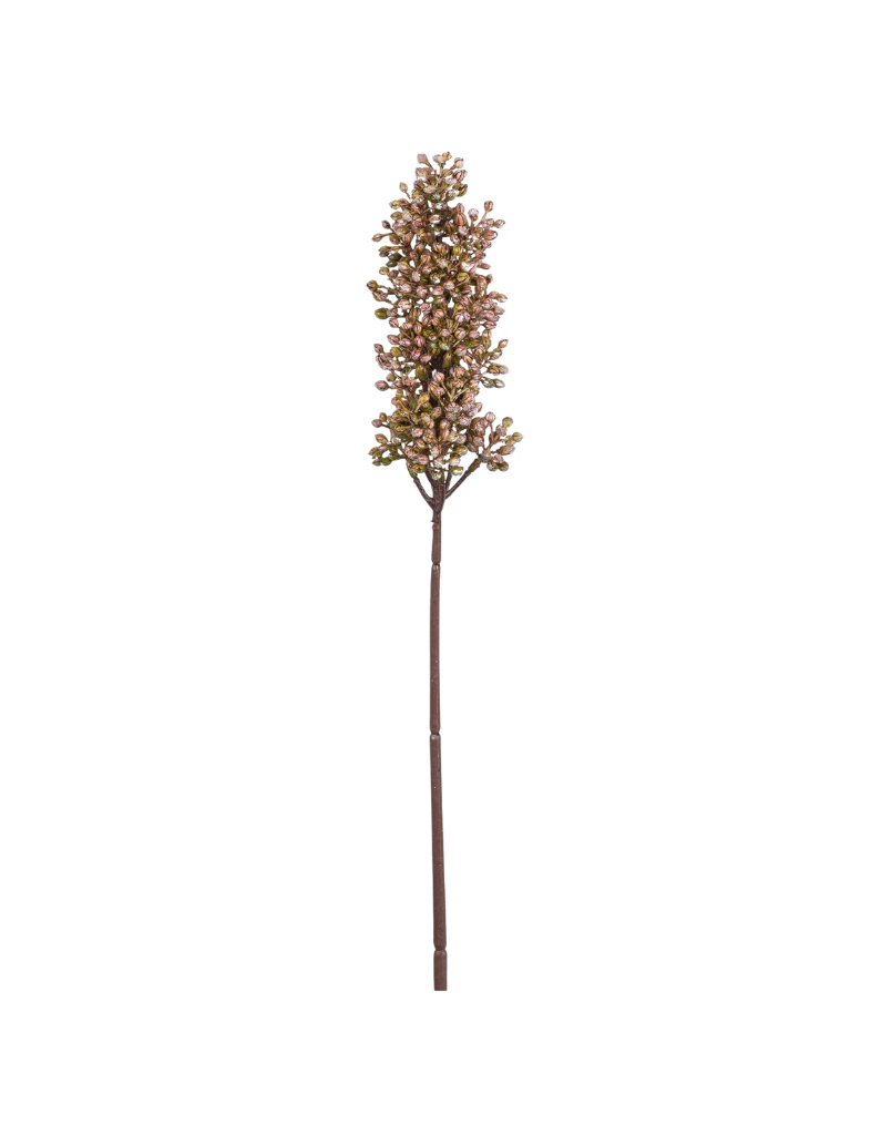 Sorghum Stem