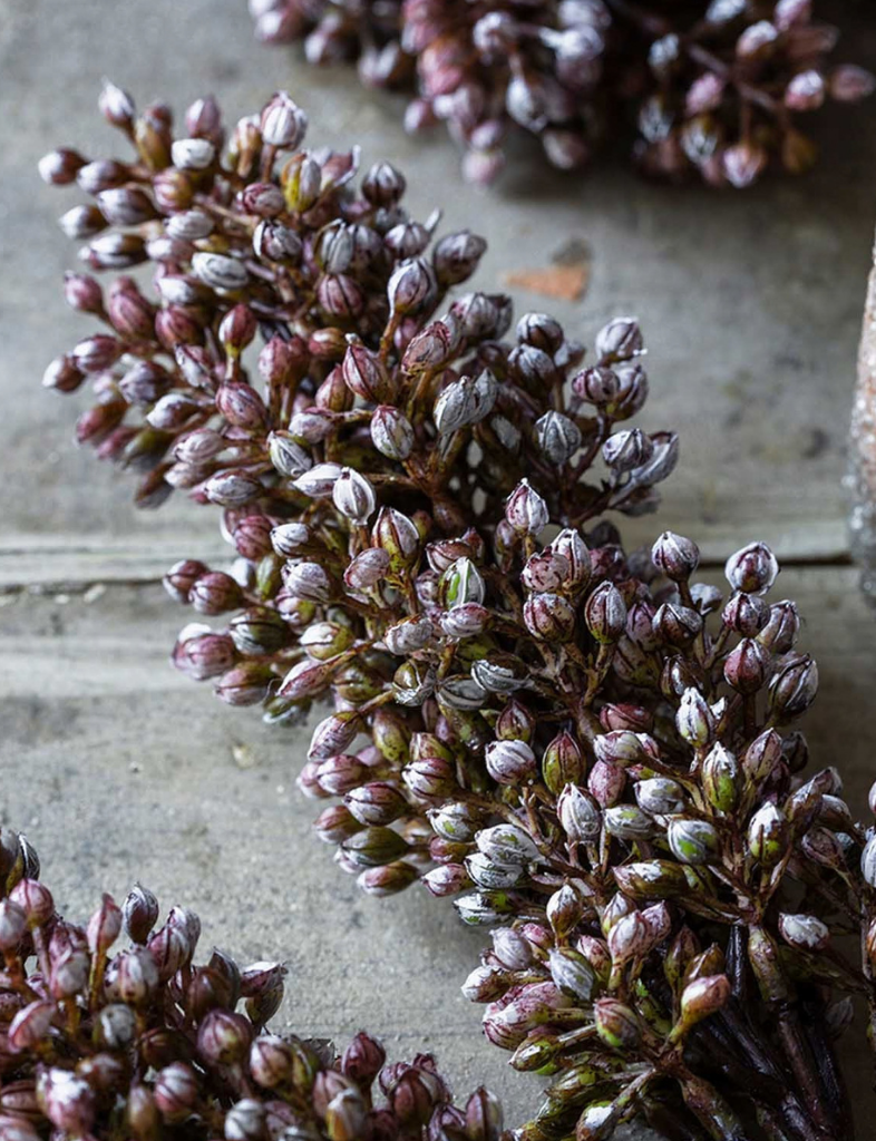 Sorghum Stem