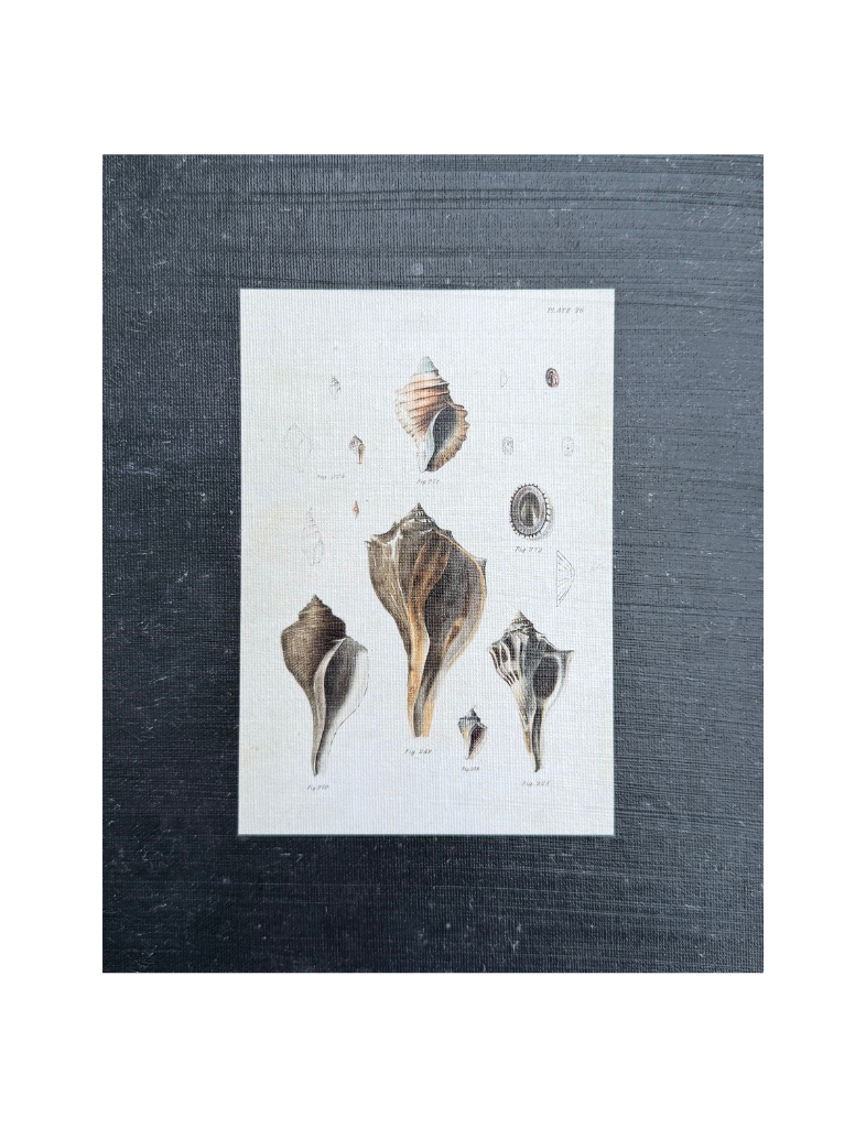 Vintage Shells II Print