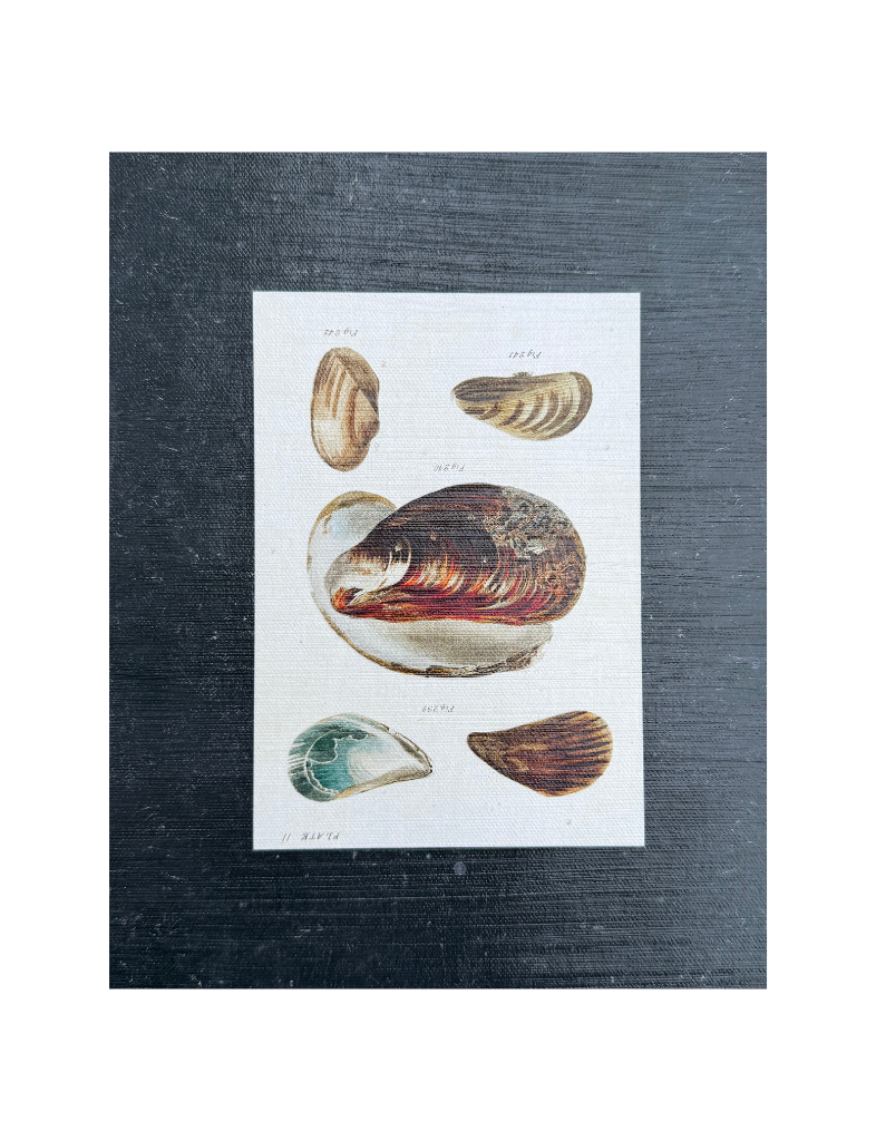 Vintage Shells I Print