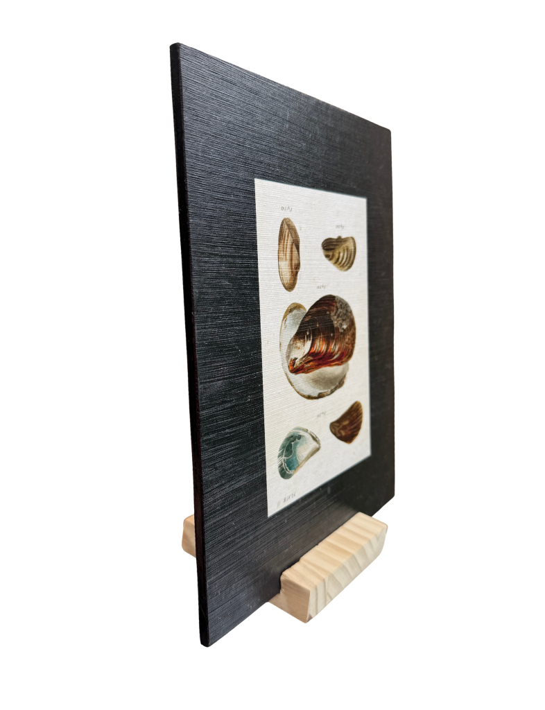Vintage Shells I Print