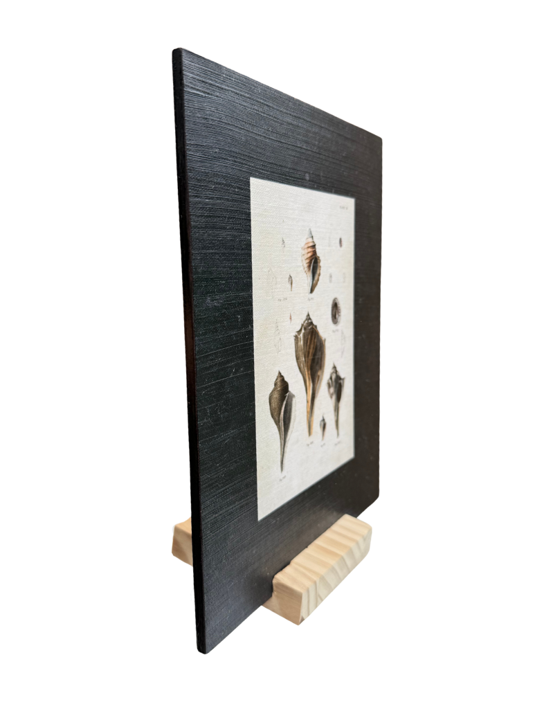 Vintage Shells II Print