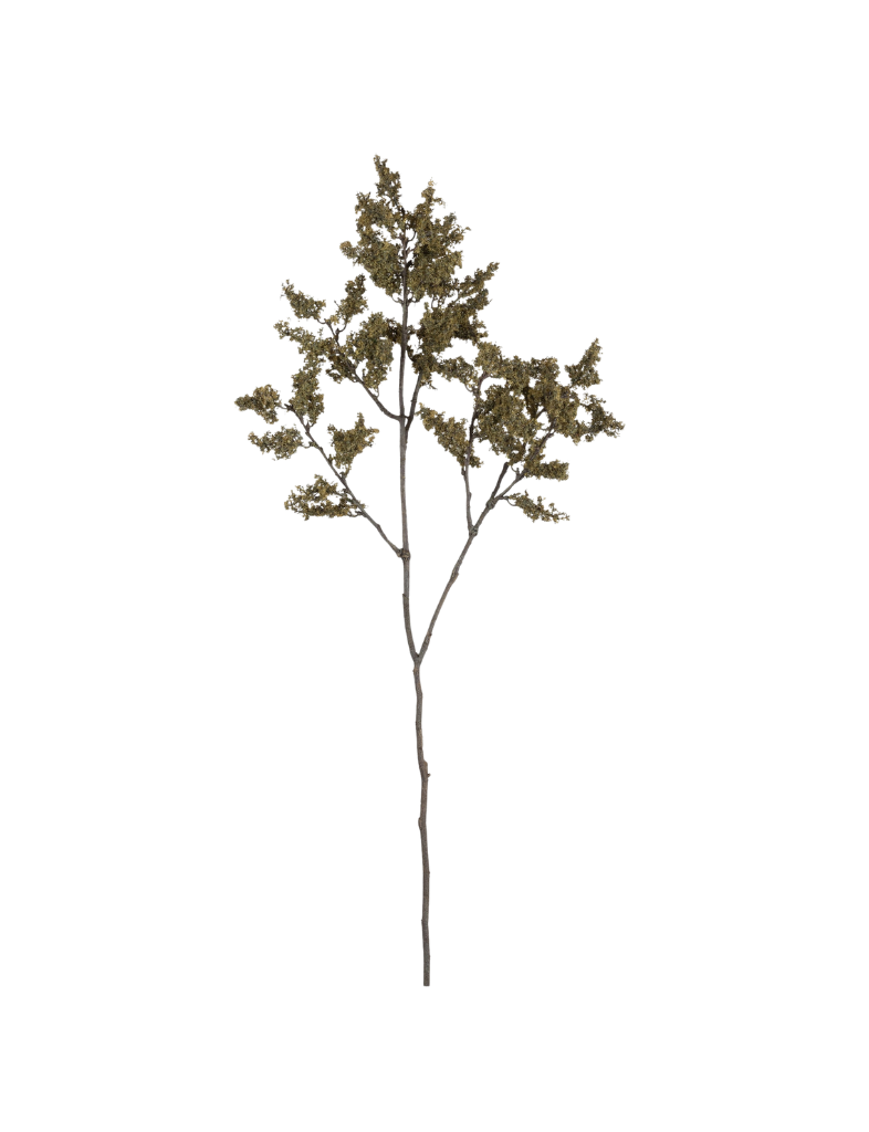 Woodland Branch