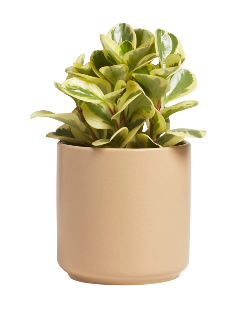 tan plant pot Tan Planter