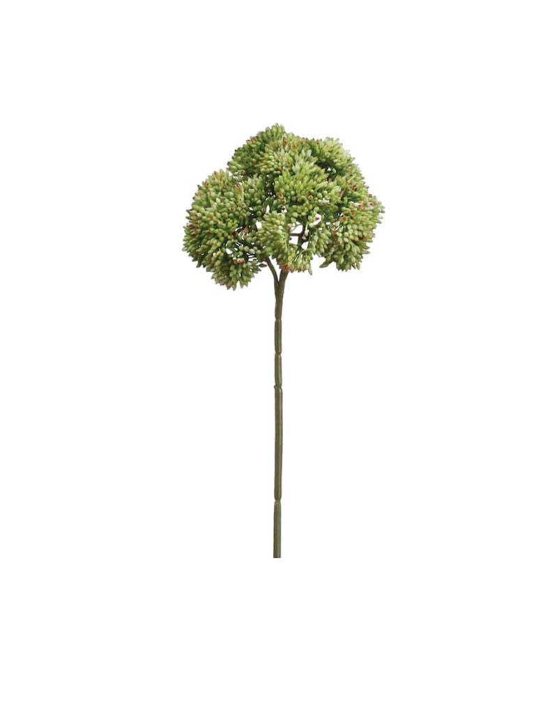 Sedum Stem